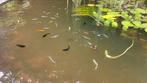 Te koop: Jonge baby Medaka (Japanse rijstvisjes), Dieren en Toebehoren, Vissen | Aquariumvissen, Vis