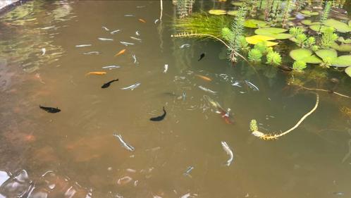 Te koop: Jonge baby Medaka (Japanse rijstvisjes), Dieren en Toebehoren, Vissen | Aquariumvissen, Vis