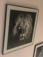 2 dieren schilderijen 50x50 cm, Ophalen, 50 tot 75 cm, Zo goed als nieuw, Schilderij