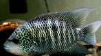 Nosferatu Nandopsis Beani, Vis