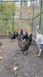 3 prachtige Barnevelder hennen GROOT Dubbel gezoomd !, Dieren en Toebehoren, Pluimvee, Vrouwelijk, Kip