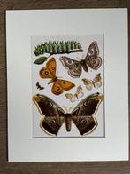 1926 Vlinders / Nachtvlinders L I T H O, Antiek en Kunst, Kunst | Etsen en Gravures, Ophalen of Verzenden