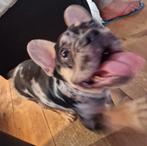 Franse Bulldog reu volledig geent, Dieren en Toebehoren, Honden | Bulldogs, Pinschers en Molossers, 15 weken tot 1 jaar, Reu, Bulldog