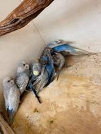 Jonge grasparkieten, Dieren en Toebehoren, Vogels | Parkieten en Papegaaien, Meerdere dieren, Parkiet
