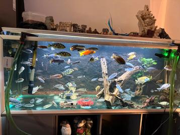 Diverse Malawi Cichliden beschikbaar voor biedingen