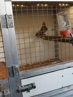 Te koop: 1-0 Rode Kardinaal man.
 €120.00, Dieren en Toebehoren, Vogels | Overige Vogels, Mannelijk, Tropenvogel, Geringd
