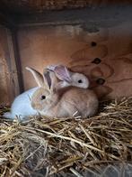 Vlaamse/duitse reuzen, Dieren en Toebehoren, Konijnen, Meerdere dieren, Groot, 0 tot 2 jaar