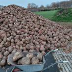 Voederbieten, Ophalen of Verzenden, Vee