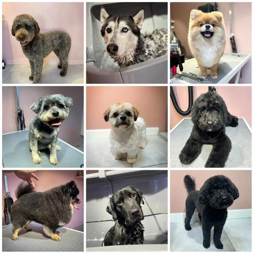 Trimsalon in Kesteren, Diensten en Vakmensen, Dieren | Honden | Verzorging, Oppas en Les, Trimmen of Verzorging