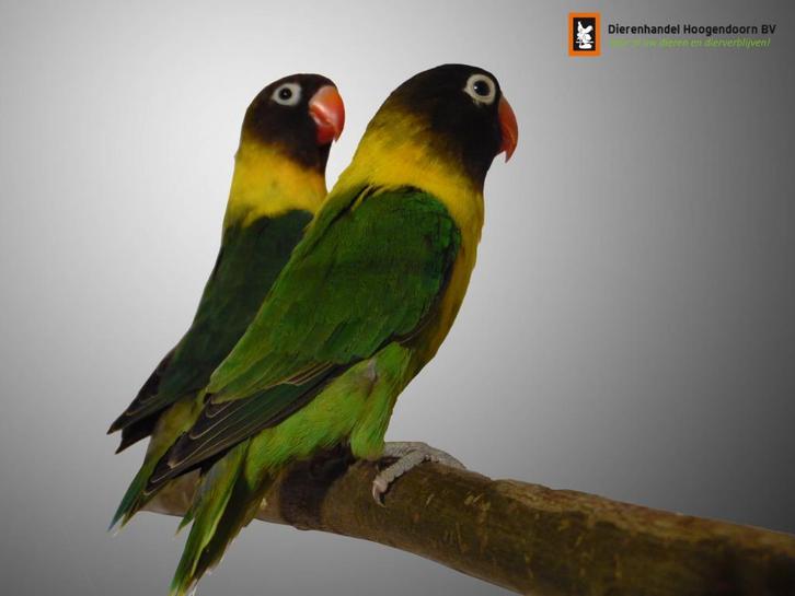 Agapornis | Dwergpapegaai | Papegaaien | Deskundig advies, Dieren en Toebehoren, Vogels | Parkieten en Papegaaien, Dwergpapegaai of Agapornis