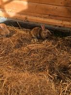 Jonge konijntjes, Dieren en Toebehoren, Meerdere dieren