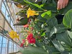 Canna tuinplanten, Tuin en Terras, Planten | Tuinplanten, Ophalen, Zomer, Overige soorten, Volle zon