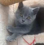 Britse korthaar kittens, Dieren en Toebehoren, Ontwormd