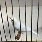 Koppel kanaries, Dieren en Toebehoren, Meerdere dieren, Kleurkanarie