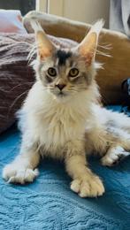 3 Maine Coon kittens Polydactyl uit kampioens stamboom, Dieren en Toebehoren, Meerdere dieren, Gechipt, 0 tot 2 jaar