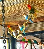 agapornis fischeri dwergpapegaai, Dieren en Toebehoren, Vogels | Parkieten en Papegaaien, Geslacht onbekend, Dwergpapegaai of Agapornis