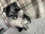 Pomeriaan Puppy Merle Reu, Particulier, Reu, 8 tot 15 weken, Buitenland