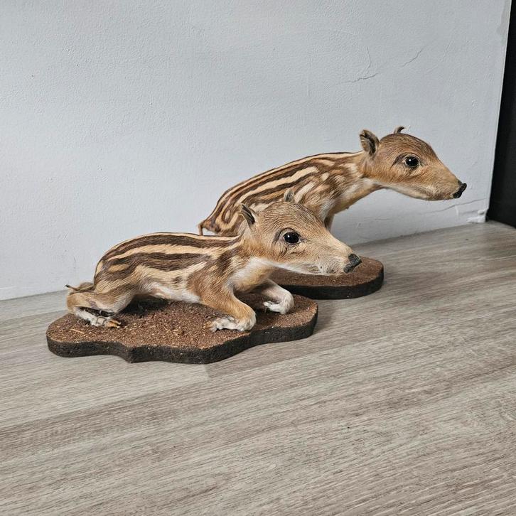 Opgezette jonge wilde zwijntjes Frisling opgezet taxidermie, Verzamelen, Dierenverzamelingen, Zo goed als nieuw, Opgezet dier