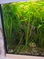 Vallesneria, Ophalen