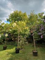3x 1.70m hortensia op stam, Tuin en Terras, Planten | Tuinplanten, Ophalen, Zomer, Vaste plant, Overige soorten