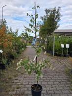 Bonte Amerikaanse judasboom cercis alley cat, Tuin en Terras, Planten | Bomen, In pot, Halfschaduw, 100 tot 250 cm, Zomer