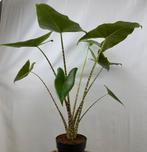 Alocasia Zebrina, Huis en Inrichting, Kamerplanten, Overige soorten, In pot, Minder dan 100 cm, Groene kamerplant