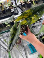 Alocasia Scalprum aurea variegata, Ophalen of Verzenden, Overige soorten, Minder dan 100 cm