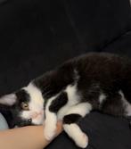 3 schattig kitten, Poes