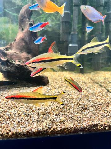 17 tropische aquarium vissen beschikbaar voor biedingen