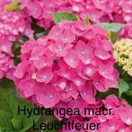 Hydrangea macrophylla 'Leuchtfeuer', Overige soorten, Vaste plant, Ophalen of Verzenden, Halfschaduw
