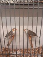 Div koppels witborst grijs zebravinken, Dieren en Toebehoren, Meerdere dieren, Geringd