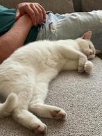 Kater (Lio), Dieren en Toebehoren, Katten en Kittens | Overige Katten, Kater, Kortharig, 6 jaar of ouder