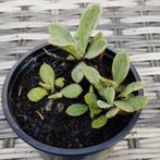 Witte Prikneus - Lychnis coronaria 'Alba', Ophalen, Vaste plant, Overige soorten, Volle zon