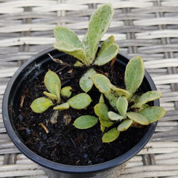 Witte Prikneus - Lychnis coronaria 'Alba', Tuin en Terras, Planten | Tuinplanten, Vaste plant, Overige soorten, Volle zon, Ophalen