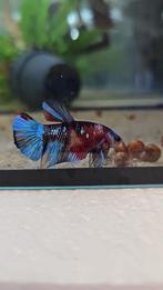 Betta splendens plakat koi galaxy *HQ*, Vis, Zoetwatervis
