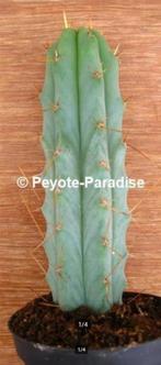 Bolivian Torch met lange doorns (San Pedro Cactus), Cactus, Bloeiende kamerplant, Volle zon, Verzenden