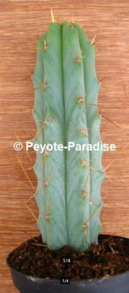 Bolivian Torch met lange doorns (San Pedro Cactus), Huis en Inrichting, Kamerplanten, Cactus, 200 cm of meer, Bloeiende kamerplant