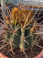 Cactus Ferocactus Rectispinus in de 33 cm schaal., Huis en Inrichting, Cactus, Minder dan 100 cm, Ophalen of Verzenden, In pot