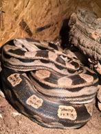 Boa constrictor/imperator, Dieren en Toebehoren, Reptielen en Amfibieën, Slang, 3 tot 6 jaar