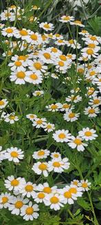Nog 30 soorten planten die ik over heb, Ophalen, Overige soorten, Volle zon