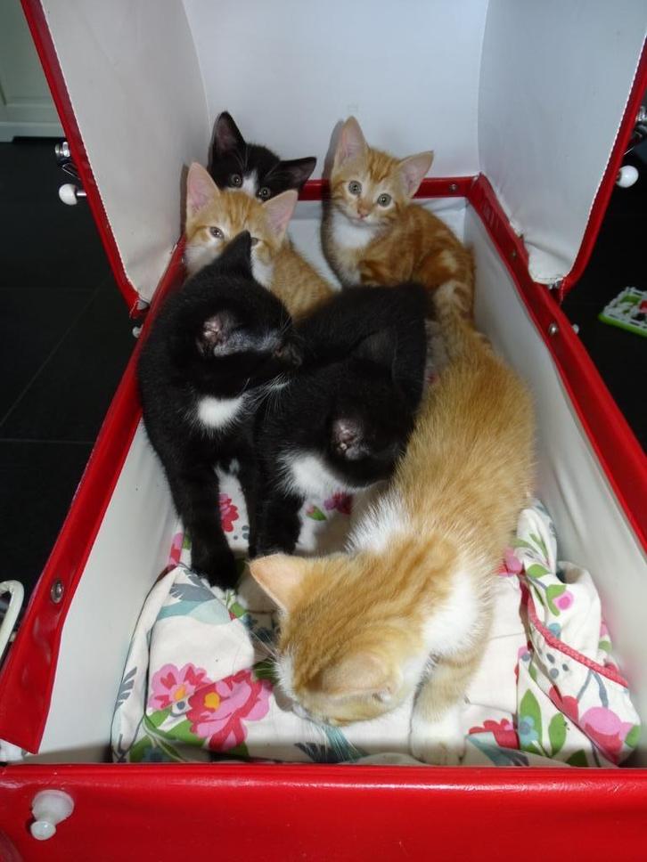 Kittens, Dieren en Toebehoren, Katten en Kittens | Raskatten | Korthaar, Meerdere dieren, Ontwormd