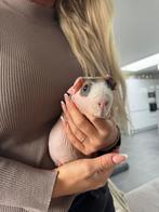 Skinny gecastreerde reutje Cavia Guus, Dieren en Toebehoren, Knaagdieren, Cavia, Juni, Mannelijk, Tam
