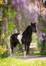 Goedgekeurde zwart bonte NMPRS en AMHR hengst, Dieren en Toebehoren, Gechipt, Niet van toepassing, Hengst, A pony (tot 1.17m)