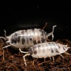 Gezocht tropsiche pissebedden voor in terrarium, Dieren en Toebehoren, Ophalen of Verzenden