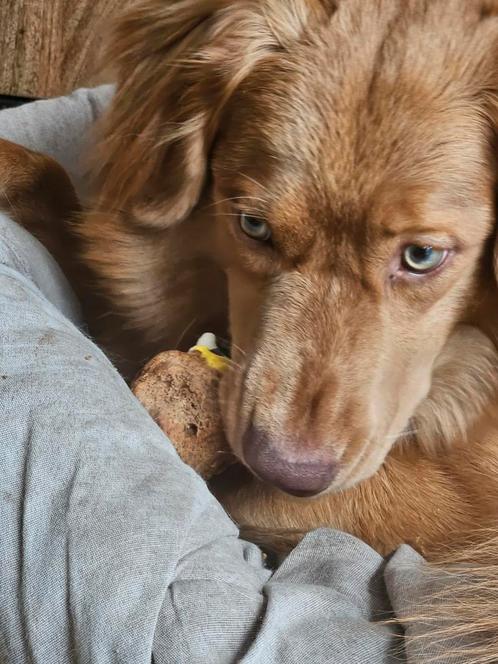 Toller mix australian Shepherd 1 jaar, Dieren en Toebehoren, Honden | Retrievers, Spaniëls en Waterhonden, Reu, Overige rassen