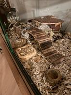 Terrarium met toebehoren, Ophalen of Verzenden, Zo goed als nieuw, Overige typen