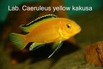 Labidochromis Caeruleus yellow kakusa ( eigen foto’s), Vis