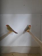 Binsen astrilde, Meerdere dieren