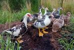 Muskuseenden, Dieren en Toebehoren, Meerdere dieren, Eend