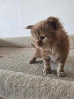 Maine Coon met stamboom en twee jaar garantie!, Dieren en Toebehoren, Katten en Kittens | Raskatten | Langhaar, Meerdere dieren